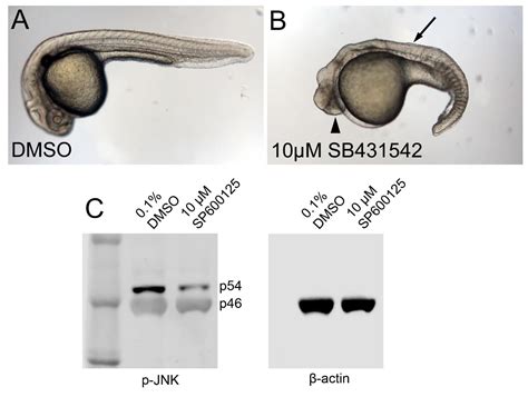 ZFIN Publication: Lv et al., 2016